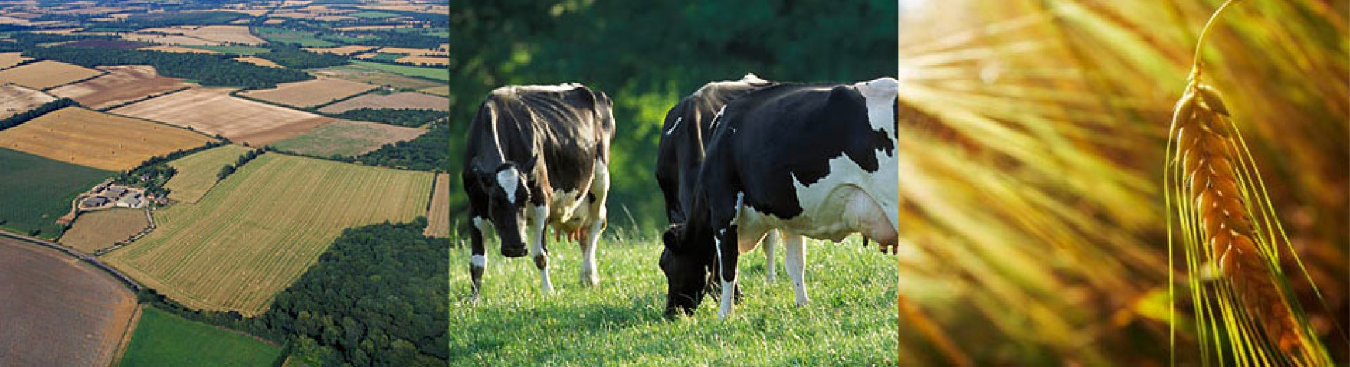 gallery/sites-default-themes-cjctheme-images-banners-large-1